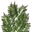 GloboStar® Artificial Garden ALSOPHILA FERN LEAF 20178 Τεχνητό Διακοσμητικό Φύλο Φτέρης Π60 x Υ180cm