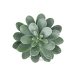 GloboStar® Artificial Garden SUCCULENT SEDEVERIA POTTED PLANT 20998 Διακοσμητικό Φυτό Σεδεβέρια  Φ7 x Υ9cm