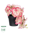 GloboStar® Artificial Garden RED BEGONIA PLANT 20948 Διακοσμητικό Φυτό Κόκκινη Μπιγόνια Φ23 x Υ16cm