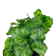 GloboStar® Artificial Garden GREEN BEGONIA PLANT 20949 Διακοσμητικό Φυτό Πράσινη Μπιγόνια Φ23 x Υ16cm