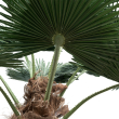 GloboStar® Artificial Garden PLANT PALM TREE 21055 Διακοσμητικό Δέντρο Φοίνικα  Φ240 x Υ400cm