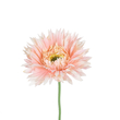 GloboStar® Artificial Garden PINK GERBERA  BRANCH 21205 Τεχνητό Διακοσμητικό Κλαδί Ζέρμπερας Ροζ Y44cm