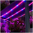 101269 1m Ταινία LED Grow Light Άνθησης & Ανάπτυξης Φυτών 6W/m 12VDC IP65