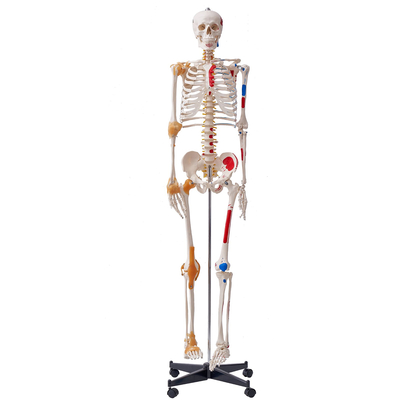 VEVOR Human Skeleton Model for Anatomy, 71,65&quot; φυσικού μεγέθους, Ακριβές μοντέλο σκελετού ανατομίας PVC με συνδέσμους, κινητά χέρια, πόδια και γνάθο, με μυϊκή προέλευση &amp; σημεία εισαγωγής, για επαγγελματική διδασκαλία