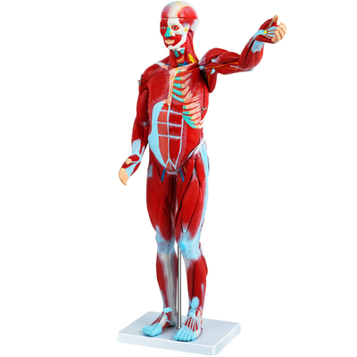 VEVOR Human Muscular Figure, 27 Parts Muscular Anatomy Model, Half Life Size Human Muscle and Organ Model, Muscle Model with Stand, Muscular System Model with Detachable Organs, for Medical Learning