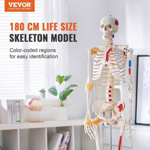 VEVOR Human Skeleton Model for Anatomy, 71,65&quot; φυσικού μεγέθους, Ακριβές μοντέλο σκελετού ανατομίας PVC με συνδέσμους, κινητά χέρια, πόδια και γνάθο, με μυϊκή προέλευση &amp; σημεία εισαγωγής, για επαγγελματική διδασκαλία