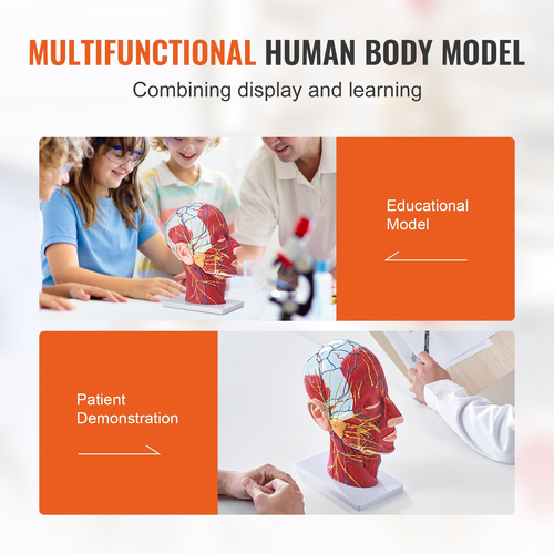 VEVOR Human Half Head Surfacial Neurovascular Model with Musculature, 1:1 Φυσικό Μέγεθος Ανατομικό Μοντέλο Κεφαλής Αυχένα Κρανίο και Εγκέφαλος για Εκμάθηση Επαγγελματικής Εκπαίδευσης, Εκπαίδευση Εκμάθησης για παιδιά