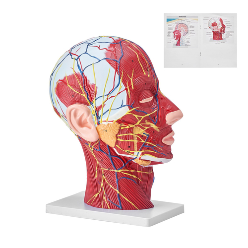 VEVOR Human Half Head Surfacial Neurovascular Model with Musculature, 1:1 Φυσικό Μέγεθος Ανατομικό Μοντέλο Κεφαλής Αυχένα Κρανίο και Εγκέφαλος για Εκμάθηση Επαγγελματικής Εκπαίδευσης, Εκπαίδευση Εκμάθησης για παιδιά