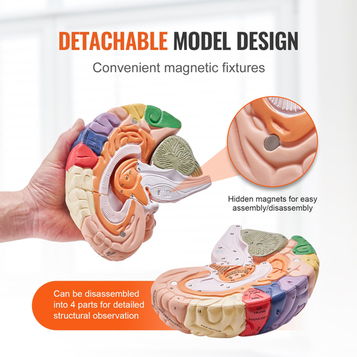 VEVOR Human Brain Model Anatomy, 2X Ανατομικό μοντέλο ανθρώπινου εγκεφάλου 4 τμημάτων σε φυσικό μέγεθος με ετικέτες &amp; βάση προβολής, έγχρωμο αποσπώμενο μοντέλο εγκεφάλου για επιστημονική έρευνα Διδασκαλία Εκμάθηση Μελέτη Προβολή